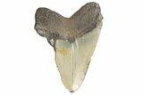 Bargain, Fossil Megalodon Tooth - Serrated Blade #190902-1